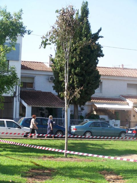El Parque de la Constitución torreño ya cuenta con su nuevo arbolado