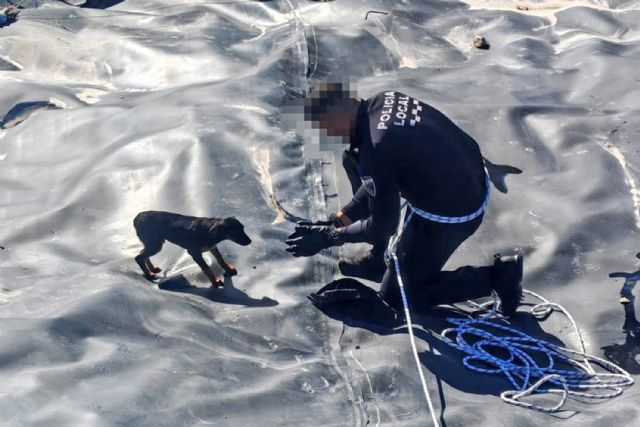 La Policía Local rescata a un perro atrapado en la mota del río Segura