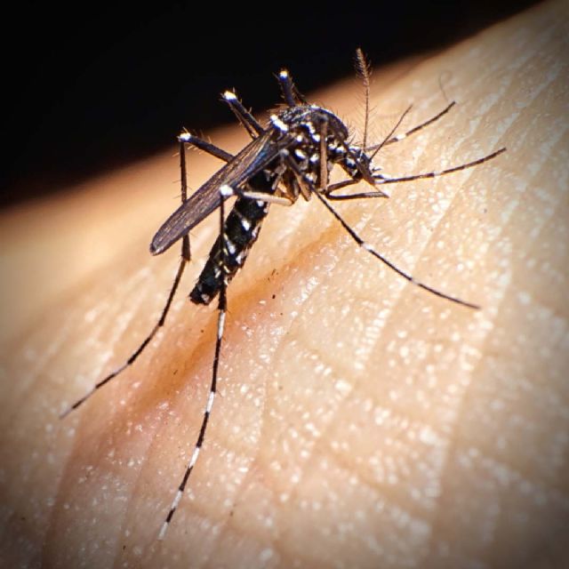 El Ayuntamiento torreño intensifica la sensibilización para combatir al mosquito tigre