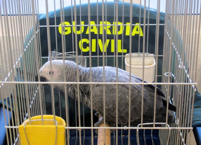 La Guardia Civil recupera un loro desaparecido del domicilio de sus propietarios en Las Torres de Cotillas