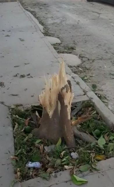 VOX Las Torres de Cotillas exige urgentemente una alternativa y solución viable a la tala de árboles que se sufre en el municipio