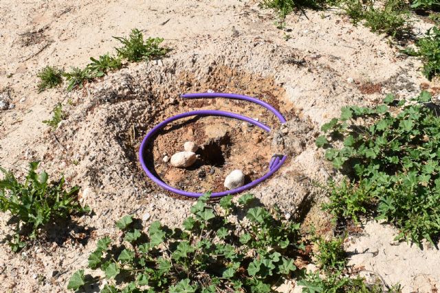 Roban árboles en una zona reforestada del Parque de la Antena