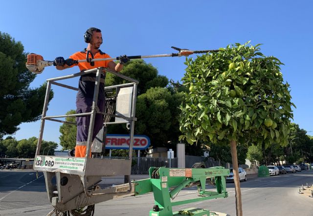 Llegan las tradicionales podas otoñales a los árboles de Las Torres de Cotillas