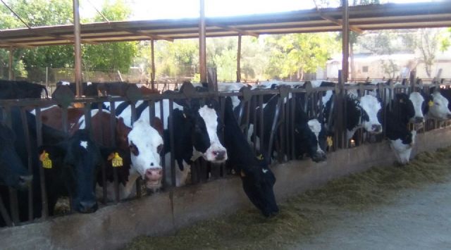 Pedirán un plan urgente de ayudas a los ganaderos