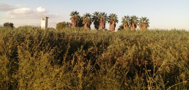 Piden que se limpie las abundantes cañas que invaden el cauce del río Segura a su paso por Las Torres de Cotillas