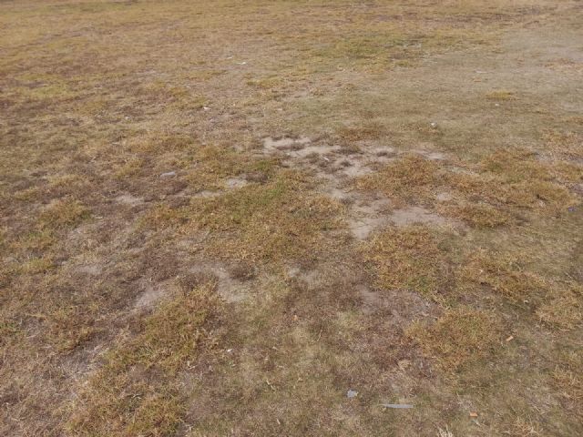 Destrozado el césped natural del Campo Municipal de Rugby de Las Torres de Cotillas