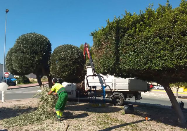 La tradicional poda de invierno llega a los árboles de Las Torres de Cotillas