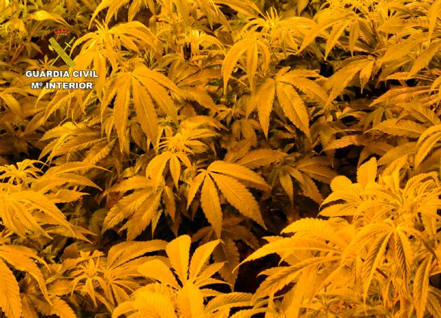 Una incidencia destapa una plantación indoor de marihuana en Las Torres de Cotillas