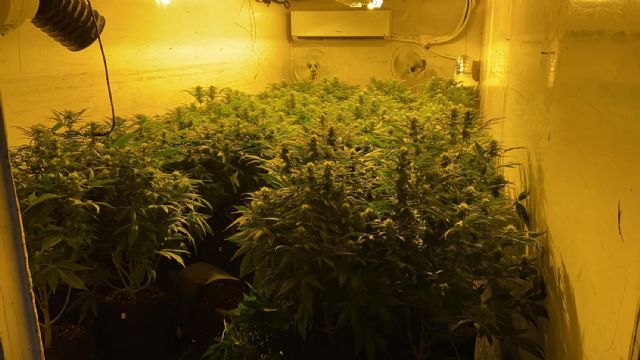 La Policía Local incauta en un polígono industrial un centenar de plantas de marihuana