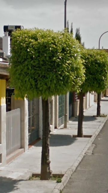 El PP denuncia que el Equipo de 'Desgobierno' pretende talar los árboles de 40 años de la calle Isaac Albéniz